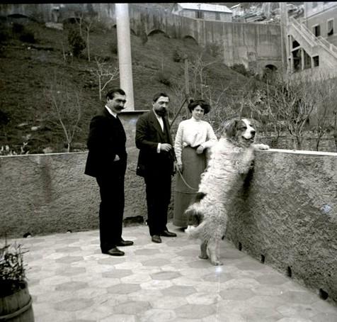 Il cane San Bernardo Tom (di Valesi) in piedi