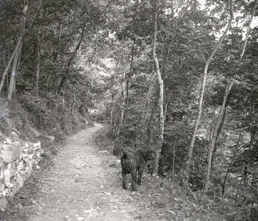 Molassana  - viale delle acacie