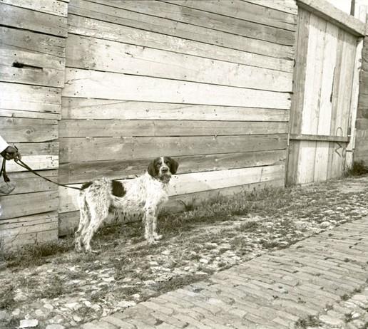Cane al guinzaglio