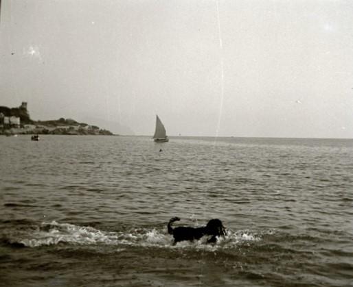 Genova - Sturla - Lion (cane)