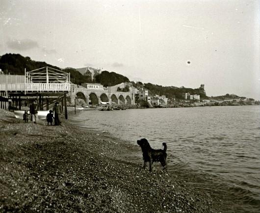 Genova - Sturla - Lion (cane)