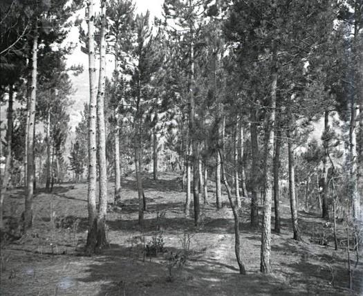 Serino - pineta