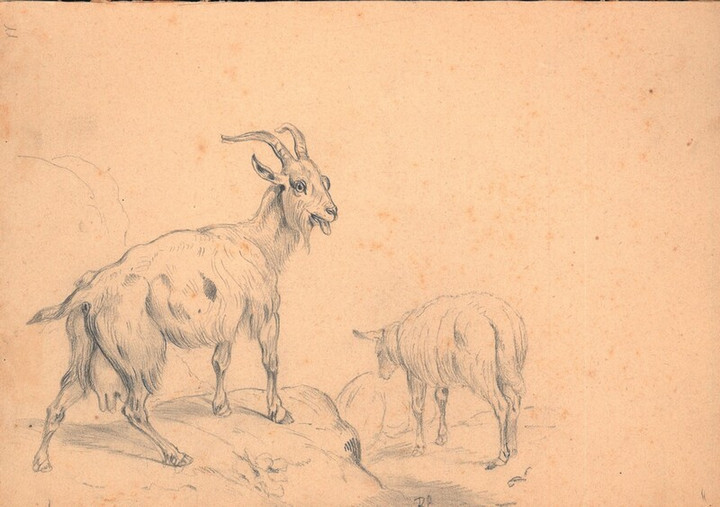 Capra - disegno di Pietro Ramorino, seconda metà XIX sec.