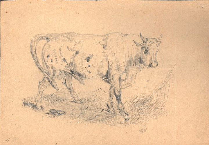 Toro - disegno di Pietro Ramorino, seconda metà XIX sec.