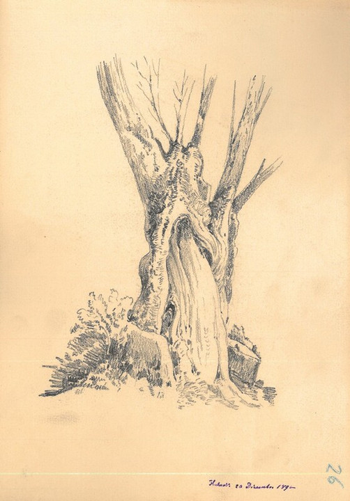 Tronco di albero, 20 dicembre 1890