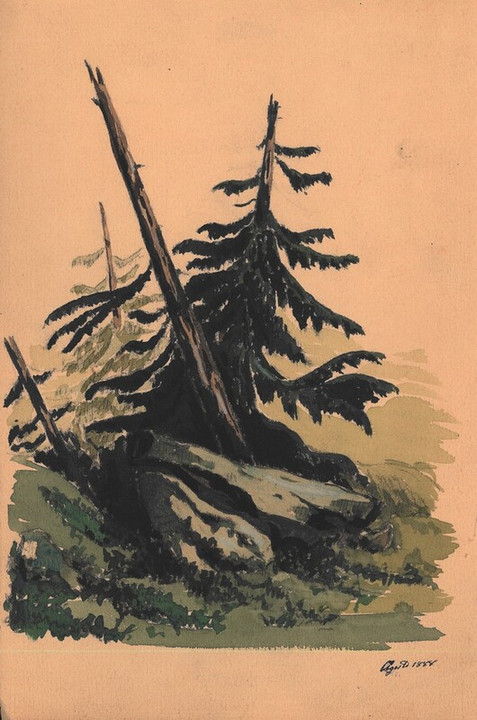 Abete, agosto 1888