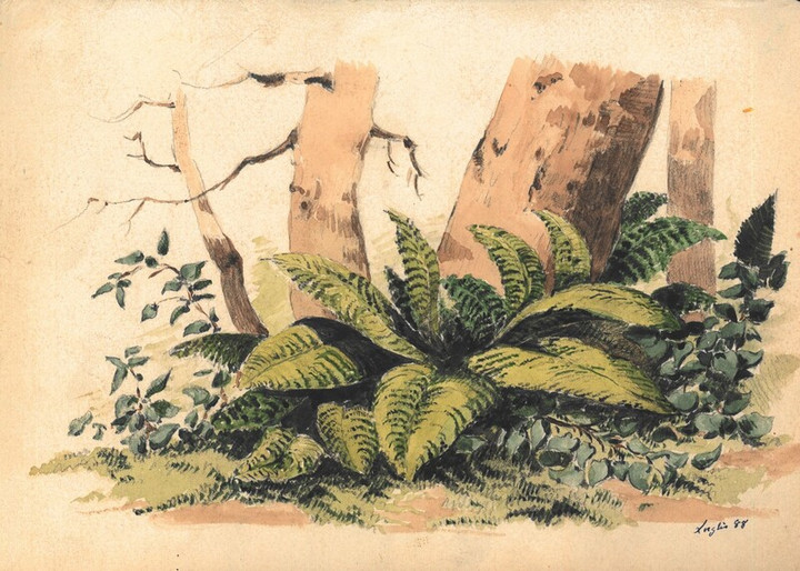 Felci, luglio 1888