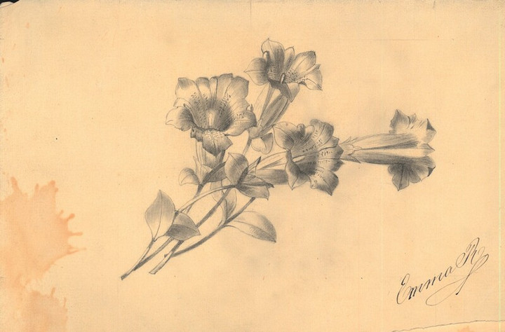 Campanule - disegno di Emma Ramorino, seconda metà XIX sec.