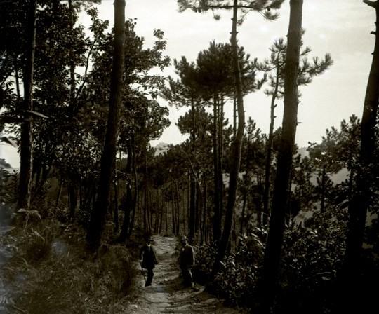 N. S. della Guardia - pineta