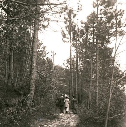 Portofino -  pineta