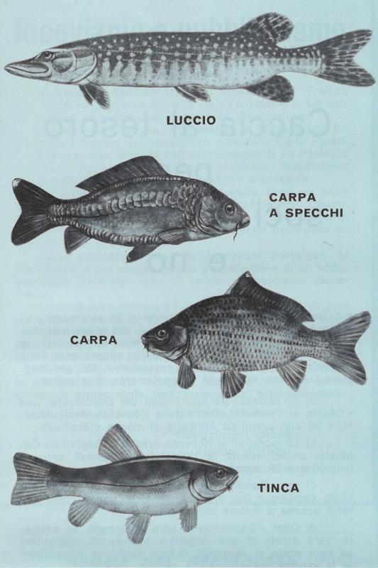 Tempo libero: la pesca nei fiumi nei laghi, p. 9