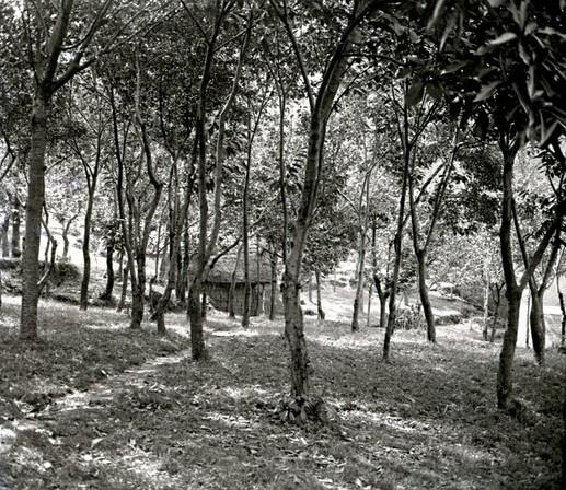 Serrato - il bosco