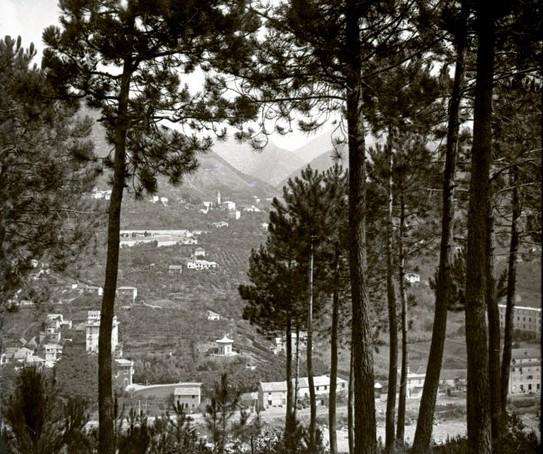 Serino - pineta
