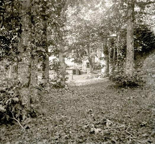 Monterosato - bosco