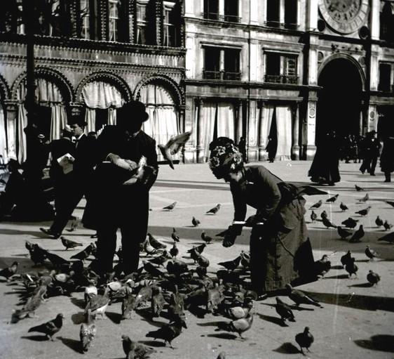 Venezia - piccioni