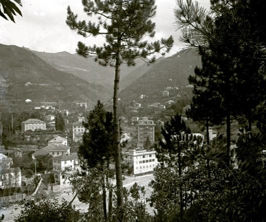Serino - pineta