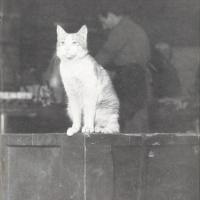 Terza di copertina - gatto siderurgico