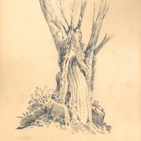 Tronco di albero, 20 dicembre 1890