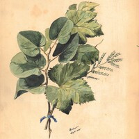 Foglie dal vero, luglio 1888