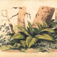 Felci, luglio 1888