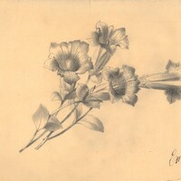 Campanule - disegno di Emma Ramorino, seconda metà XIX sec.