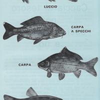 Tempo libero: la pesca nei fiumi nei laghi, p. 9
